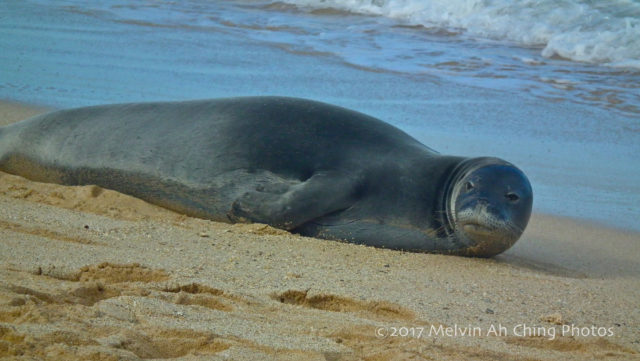 Kaiwi the Hawaiian Monk Seal