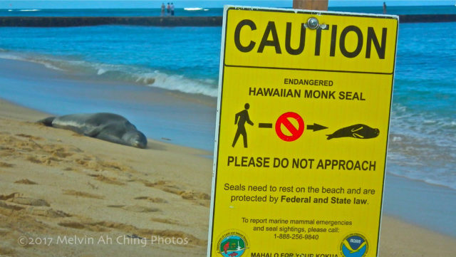 Keep Your Distance from the Seal