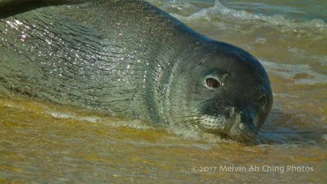 Kaiwi, the Hawaiian Monk Seal