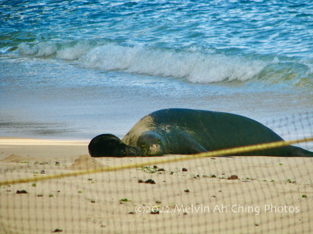 Hawaiian Monk Seal Rocky & Her New Baby