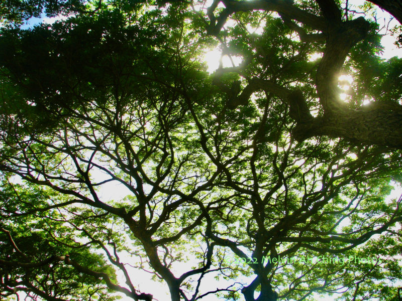 Sunshine Through the Tree