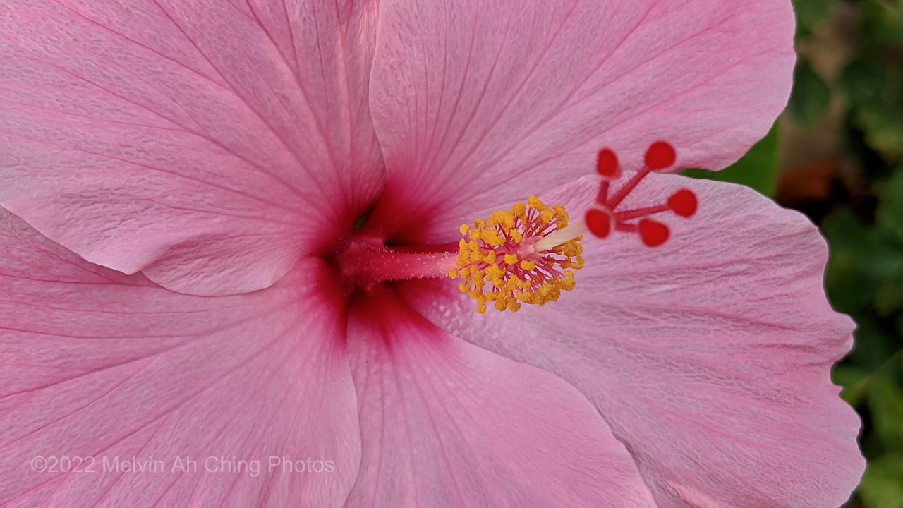 Close Up of Pink Hibiscus