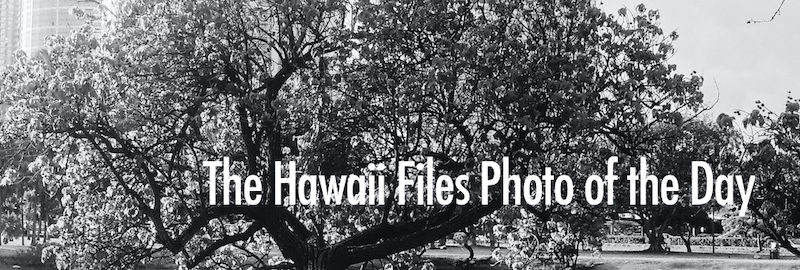 The Hawaii Files Photo of the Day